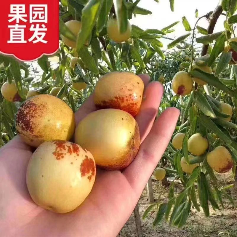 新鲜冬枣新鲜采摘脆甜可口1斤3斤5斤京东顺丰包邮