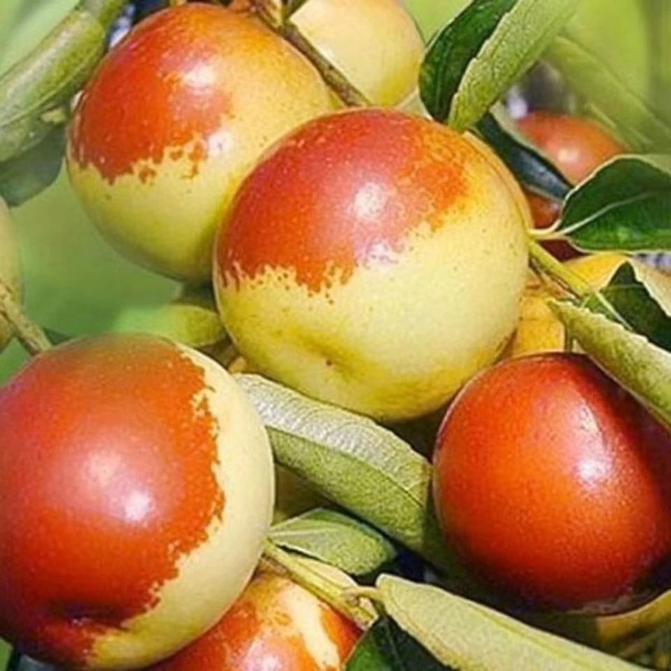 陕西大荔冬枣现摘先发京东顺丰快递1斤2斤3斤5斤脆甜多汁发货果园