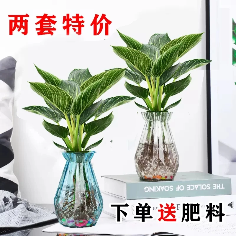 铂金钻水培绿植室内客厅好养植物网红水养净化空气懒人盆栽吸甲醛