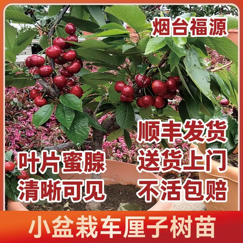 【原土原盆带叶】一物一拍车厘子树苗适合南北方正版车厘子果树苗