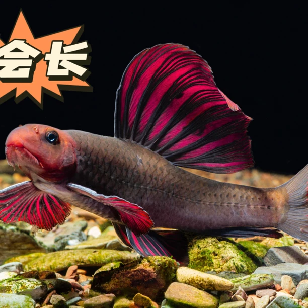 建德小标驹工具鱼精品大帆巨帆。(下单发货拍视频给买家)