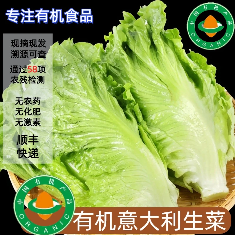 有机认证意大利生菜,清脆新鲜蔬菜云南农场生吃意大利生菜青叶菜
