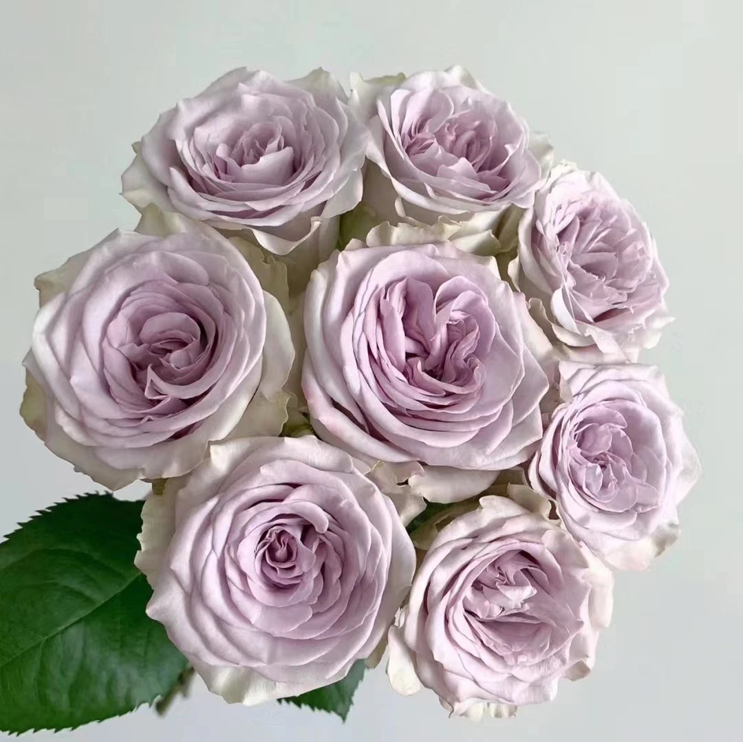 【海洋之心10枝】45cm丽江的花-单头玫瑰-不包邮4单一个运费