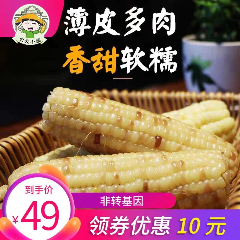 农大小糯农大小糯香糯玉米2200g真空包装10根营养食用非转基因