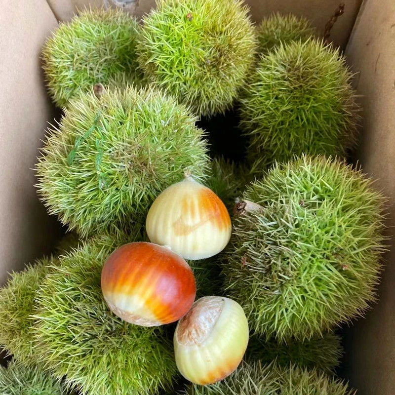 2023新货当季新鲜白壳板栗球白皮毛栗子带壳板栗球1500g