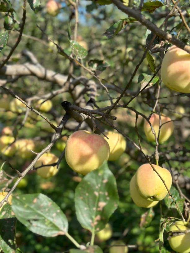 辽南黄元帅苹果五斤包邮（9到12个）