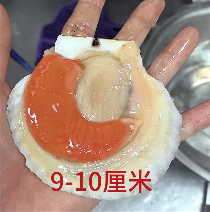 顺丰包邮 超大 扇贝肉 半壳扇贝肉 10厘米