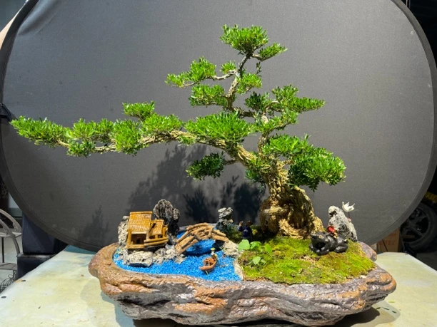 广东皱皮雀舌黄杨（云片造景）价格在直播间确定好了再拍一物一拍