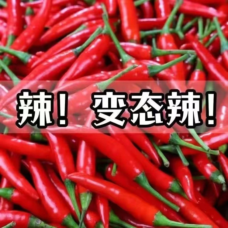【云南新鲜小米辣】特辣爆辣朝天椒小米辣椒新鲜辣椒爆辣辣椒现摘