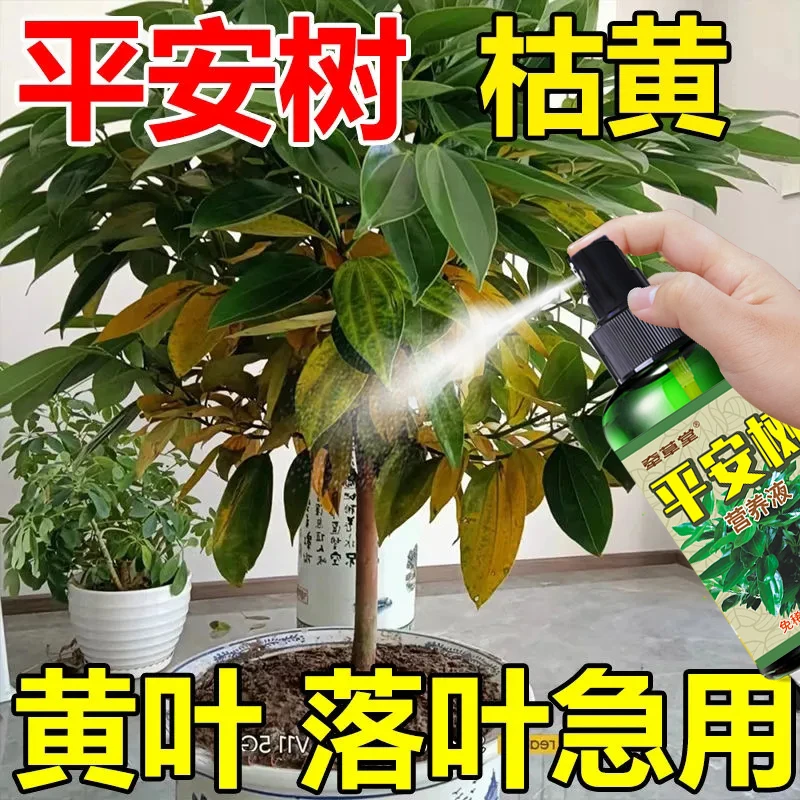 平安树叶子枯黄掉叶专用肥料烂叶干枯黑斑病有机肥叶面专用营养液