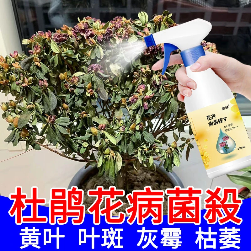 杜鹃花叶斑病专用杀菌剂营养液映山红黑斑白粉病黄叶枯萎盆栽肥料