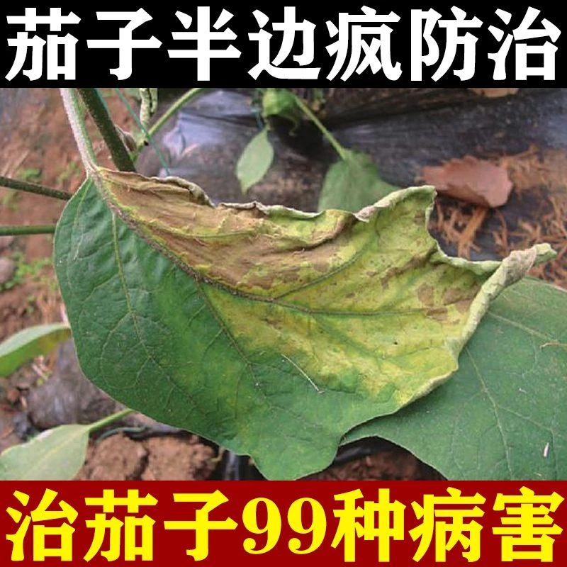 茄子半边疯防止专用死苗烂根专管枯萎烂根黄叶又黑又亮叶面肥肥料
