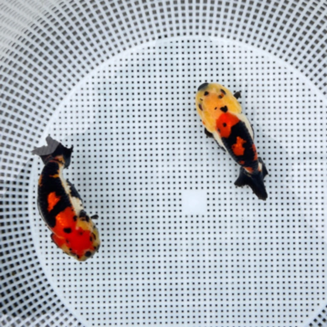 精品观赏鱼苗红白冷水鱼淡水鱼