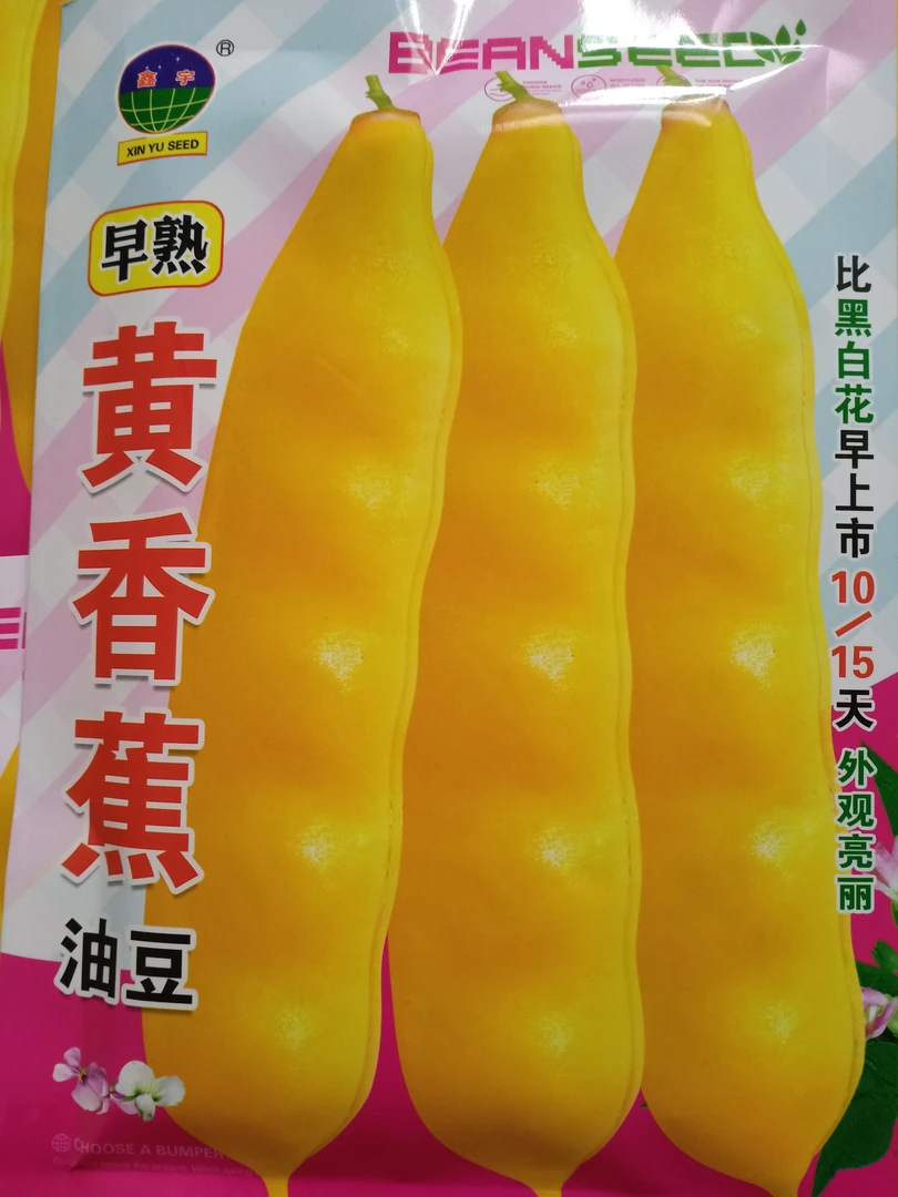 早熟黄香蕉油豆角种子