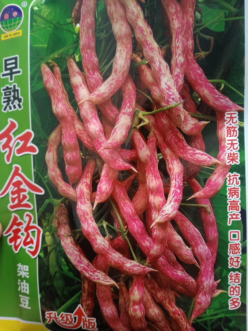 早熟红金钩豆角种子