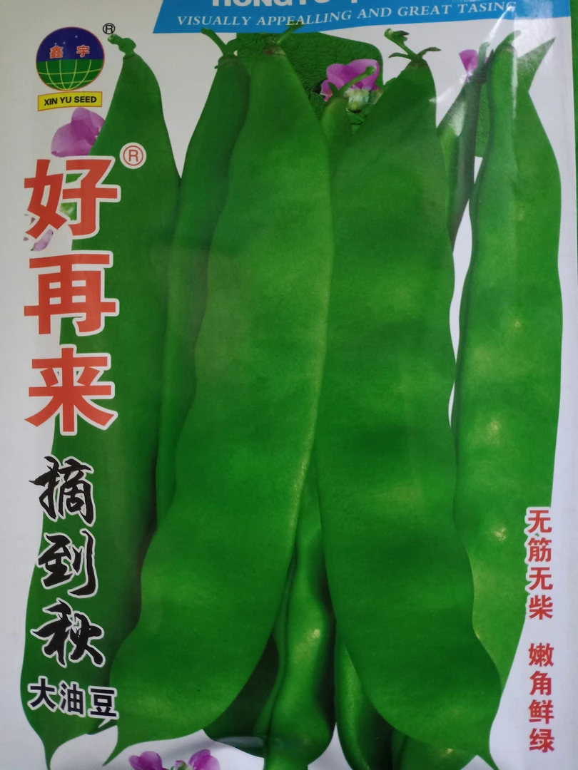 摘到秋大油豆豆角种子