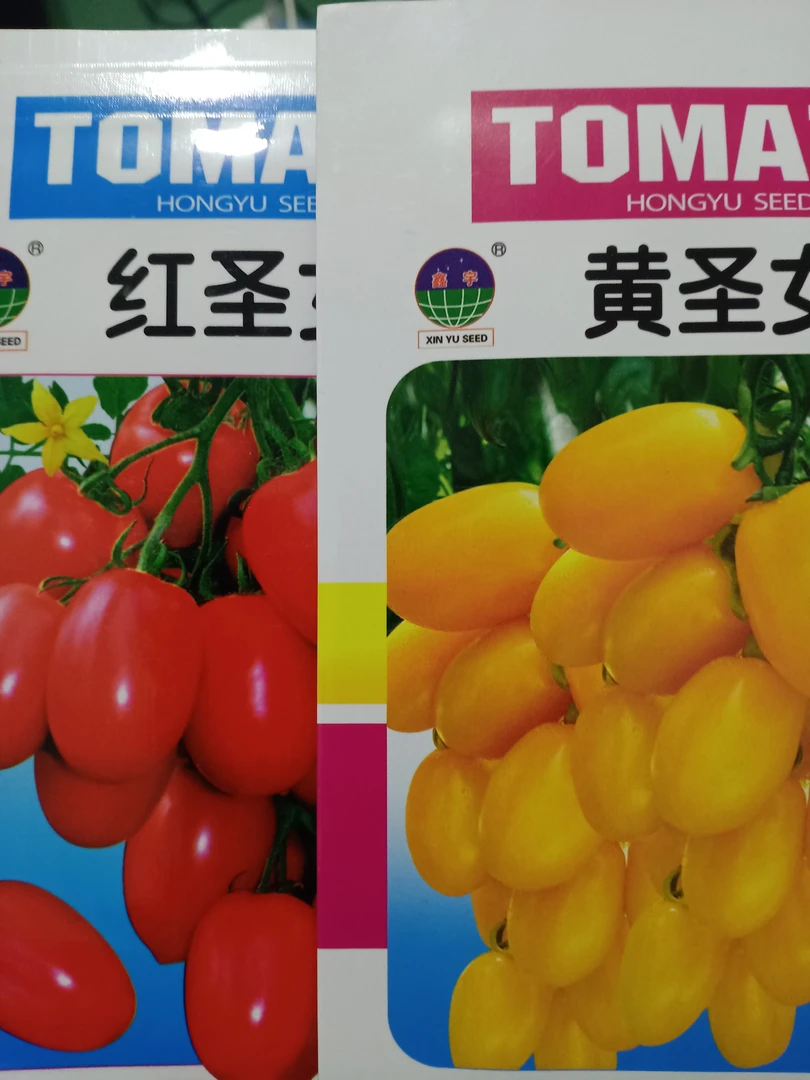 红圣女果黄圣女果两袋约800粒