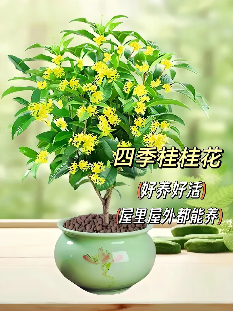 四季开花桂花树佛顶珠盆栽浓香型阳台庭院室内外绿植