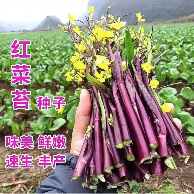 【拍2送1】红菜苔/白菜苔种子富含花青素优选耐寒易种高产种籽