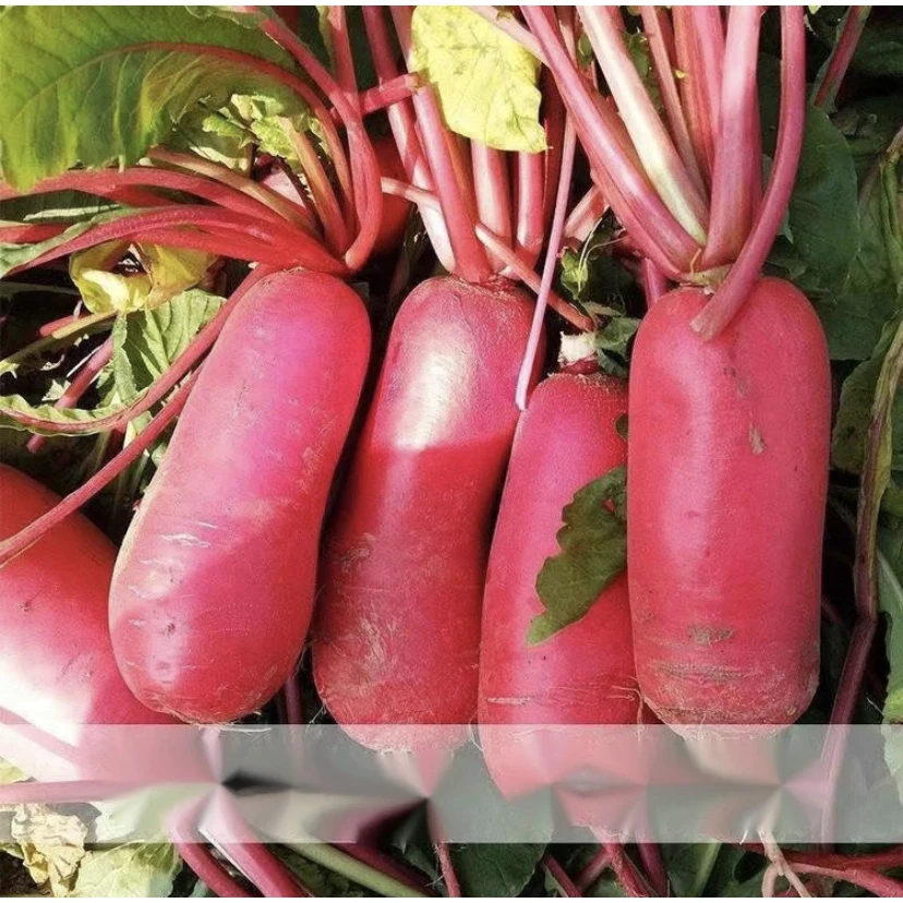 【拍2送1】红皮白肉水果萝卜种籽甜脆水果萝卜蔬菜种子