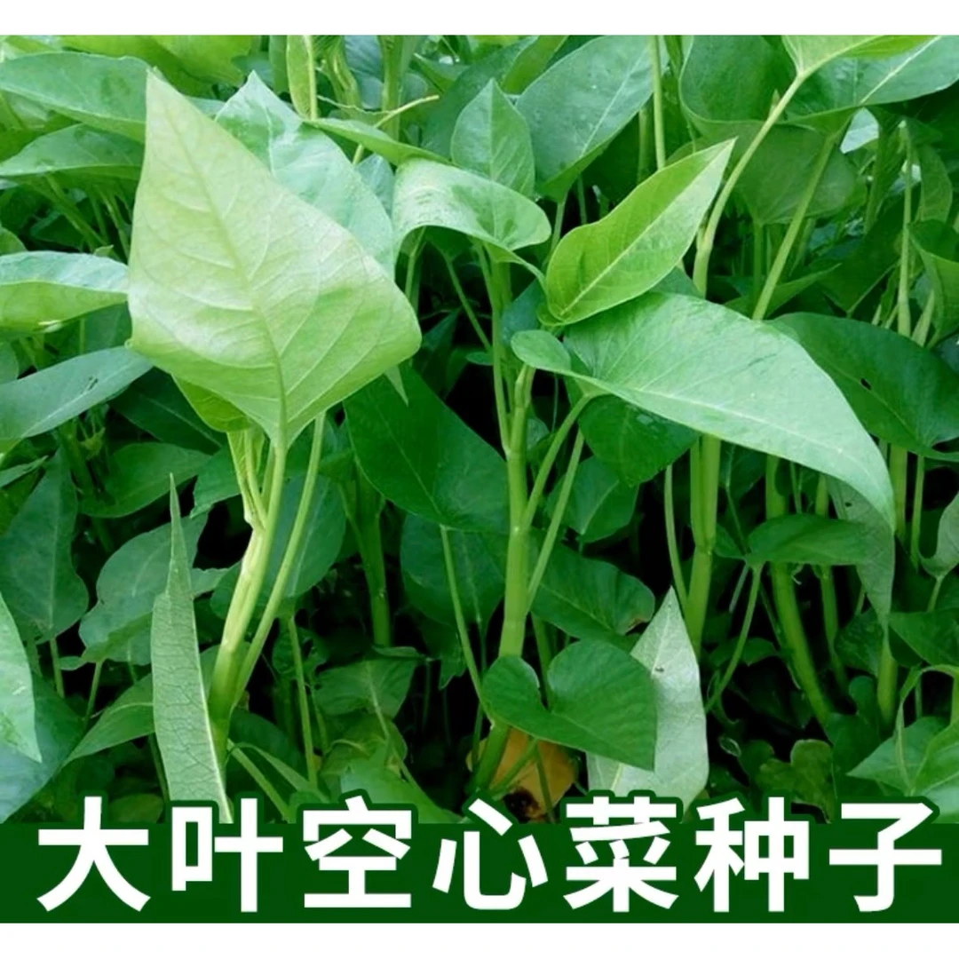 （拍2送1）大叶空心菜种籽/柳叶空心菜种籽耐热耐涝优质高产