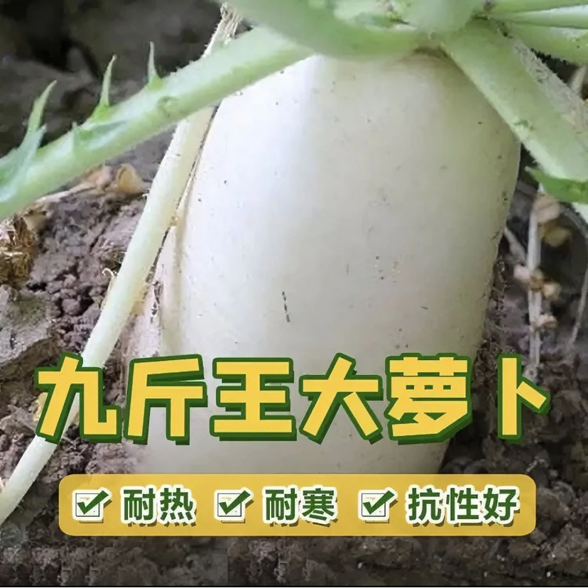 【拍2送1】九斤王白萝卜种子/耐热白玉萝卜种子不空心四季播种