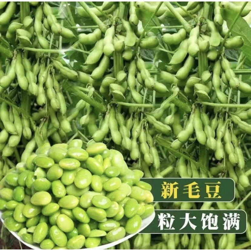 正宗早熟毛豆种子高产优选春秋种植毛豆种子（拍2送1）