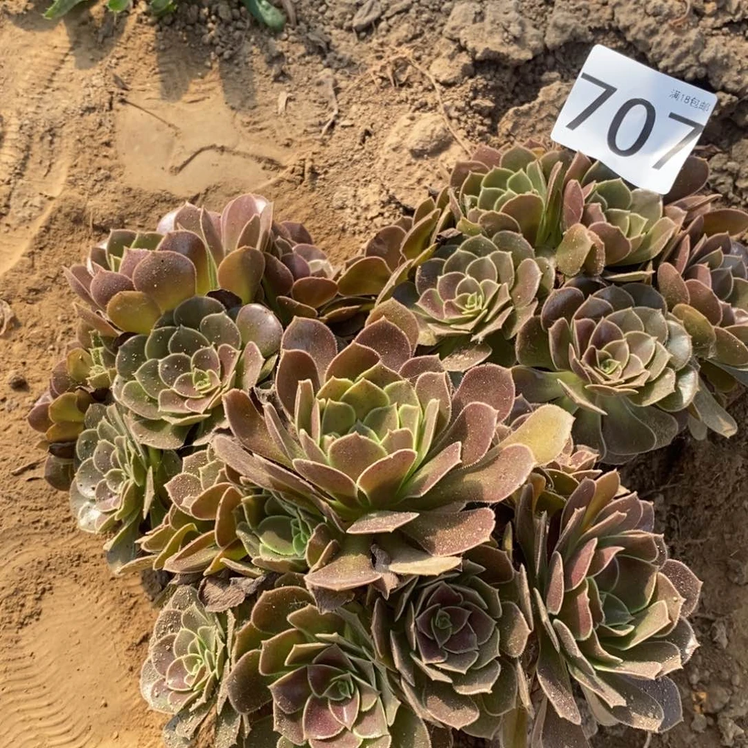 707荷兰玫瑰3颗手捧4棚