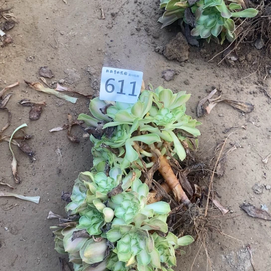 611韶华2颗手捧东