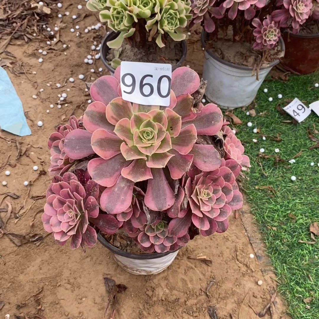 960美杜莎手捧1棚
