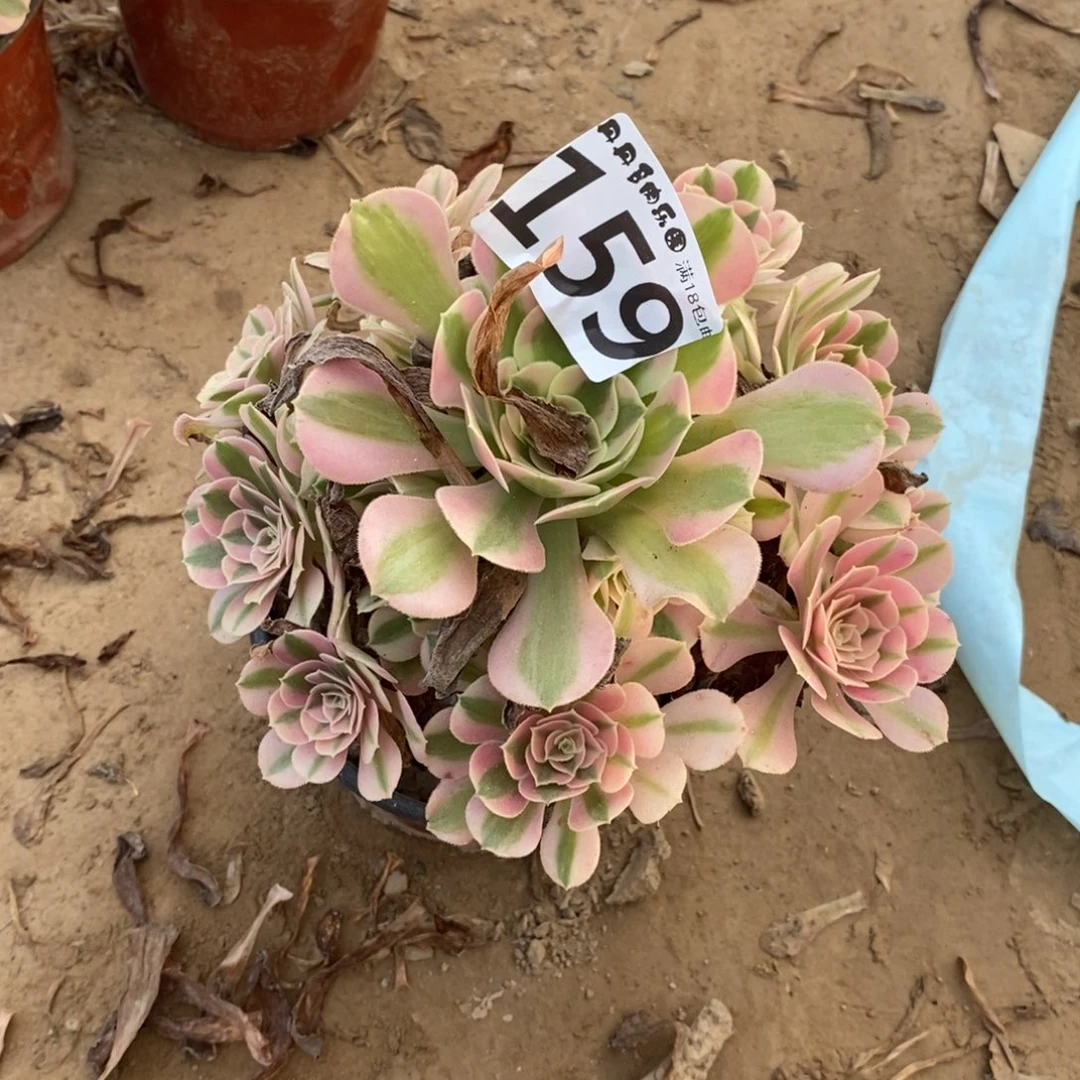 159粉女巫手捧东