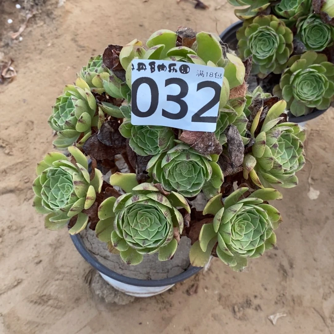 032万拉丝手捧1棚
