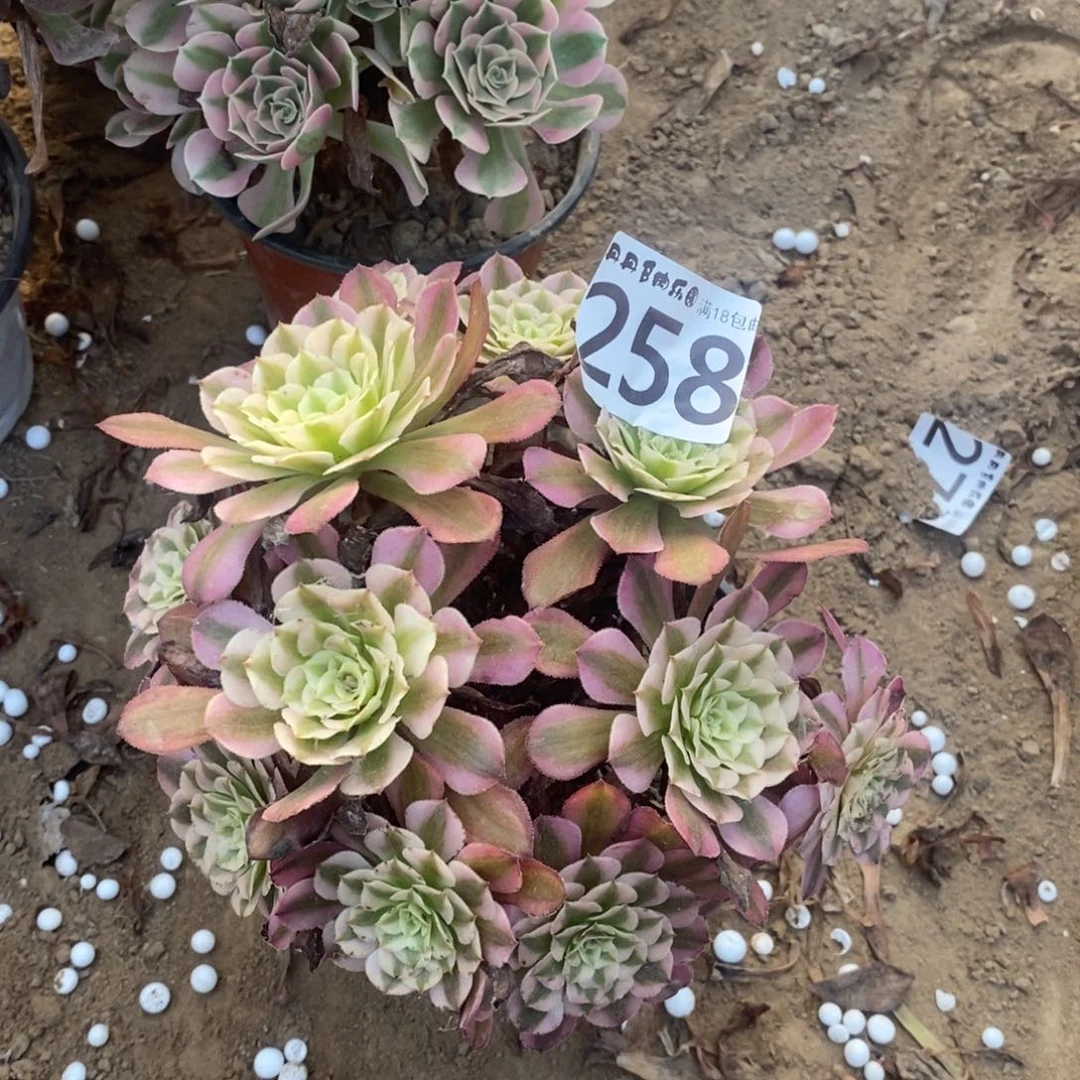 258铜壶白绣球1棚