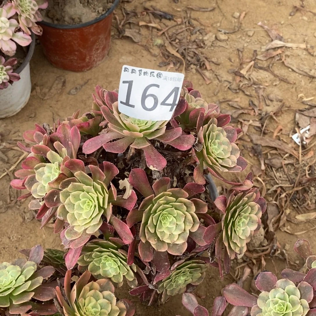 巧**糖164铜玫瑰绣球4棚