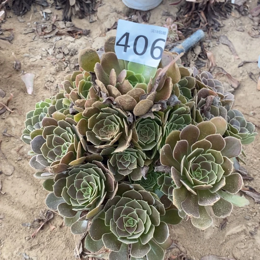 406荷兰玫瑰手捧4棚