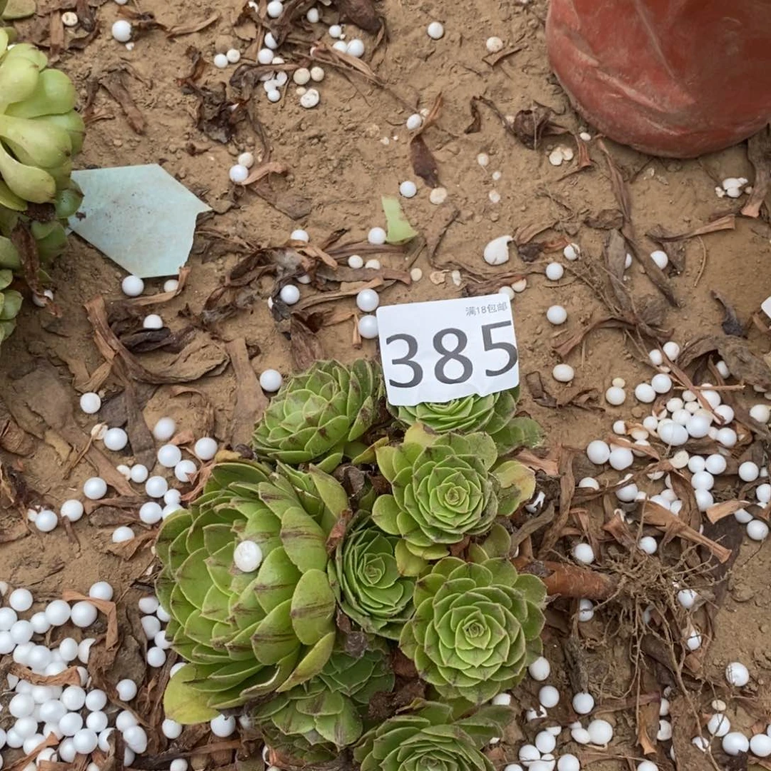 385万拉丝手捧1棚