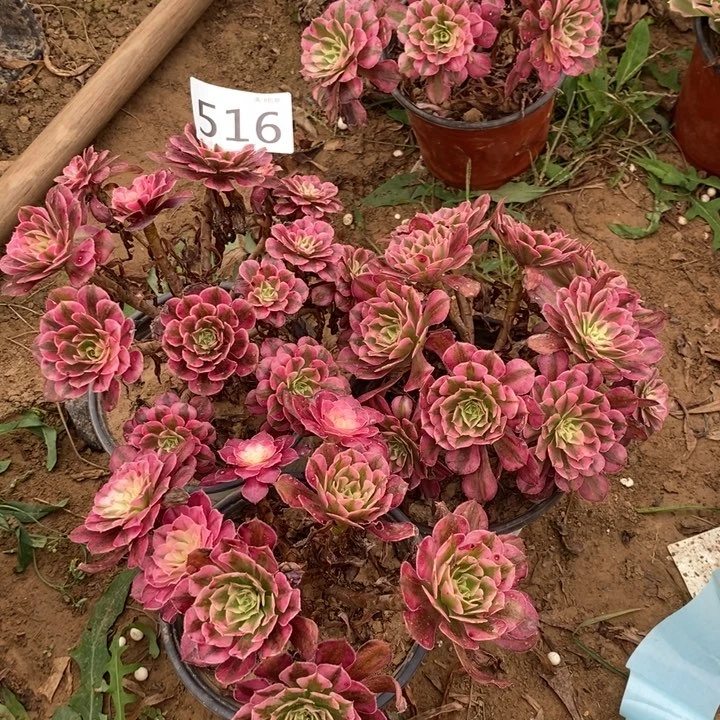 516铜壶白3颗绣球