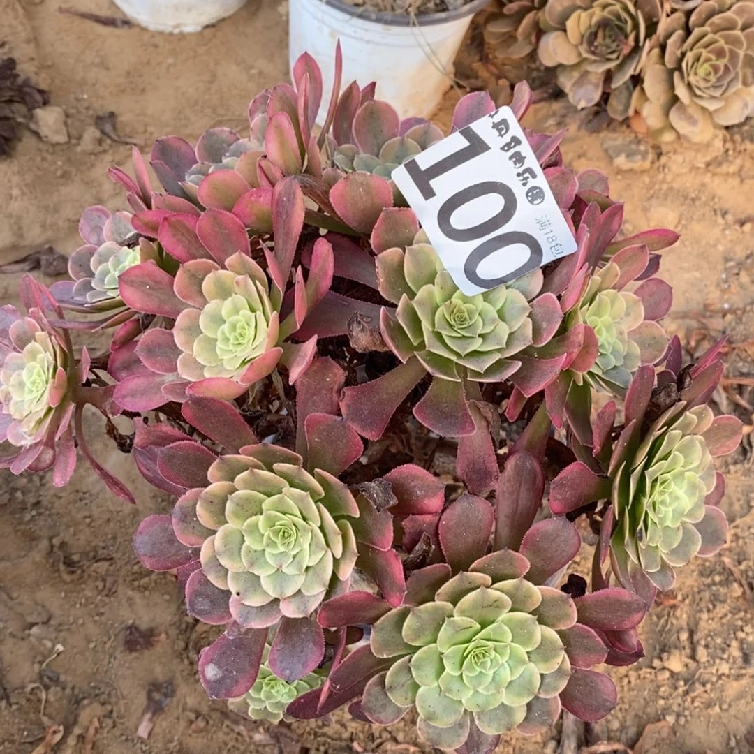 100铜玫瑰绣球4棚