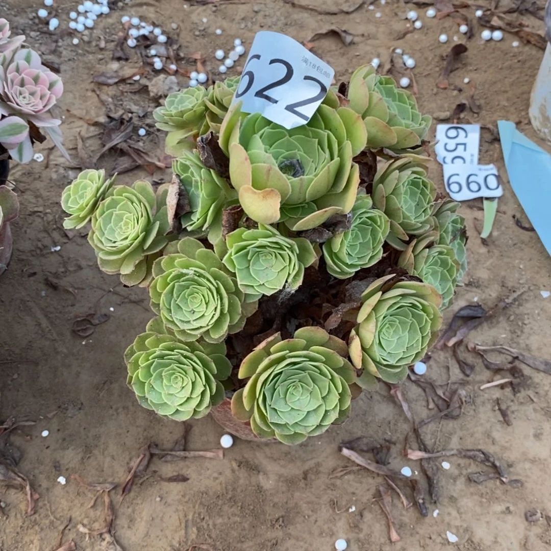 622万圣节手捧1棚
