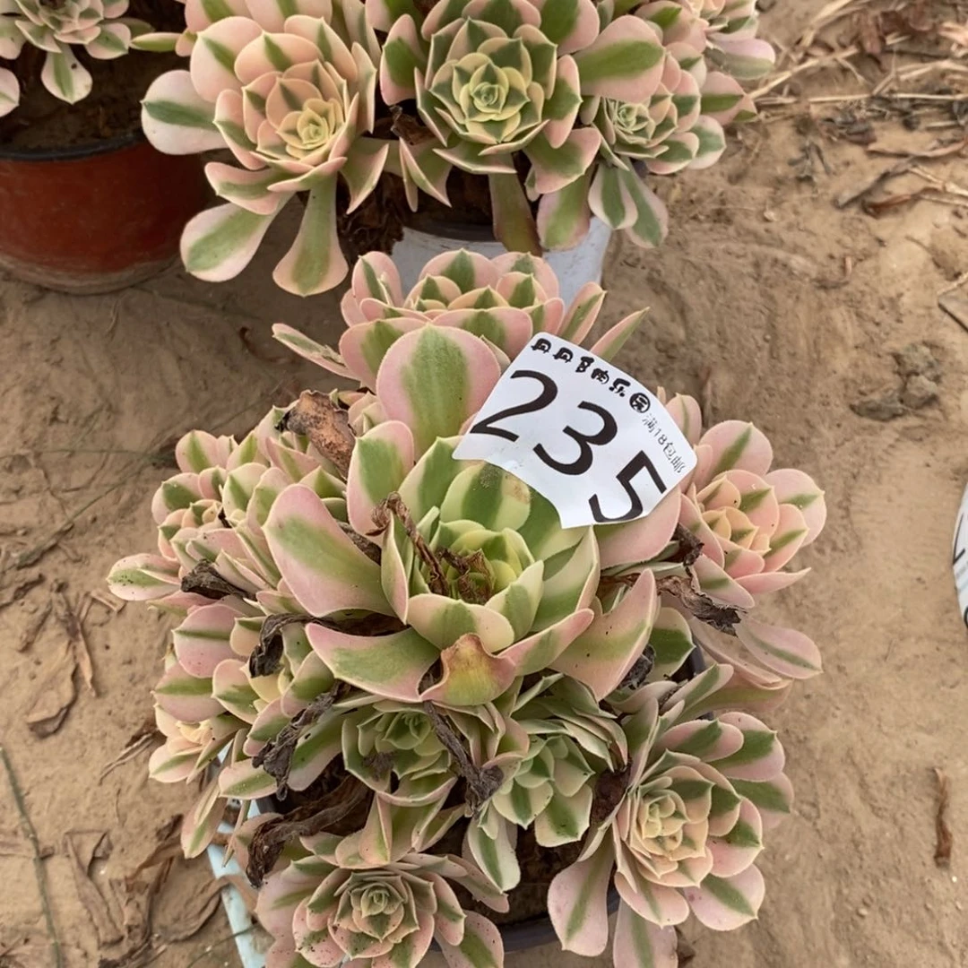 235粉女巫手捧东棚