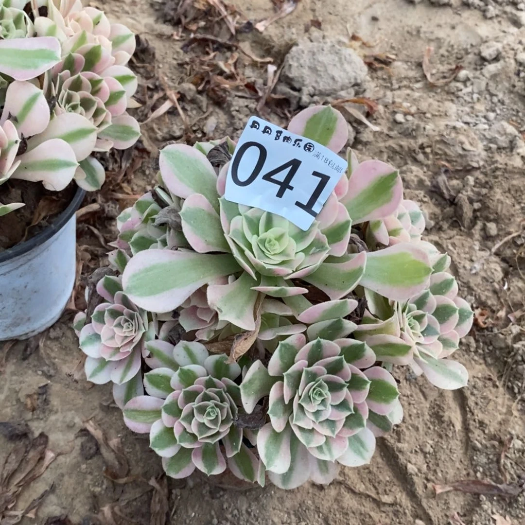041粉女巫手捧东棚