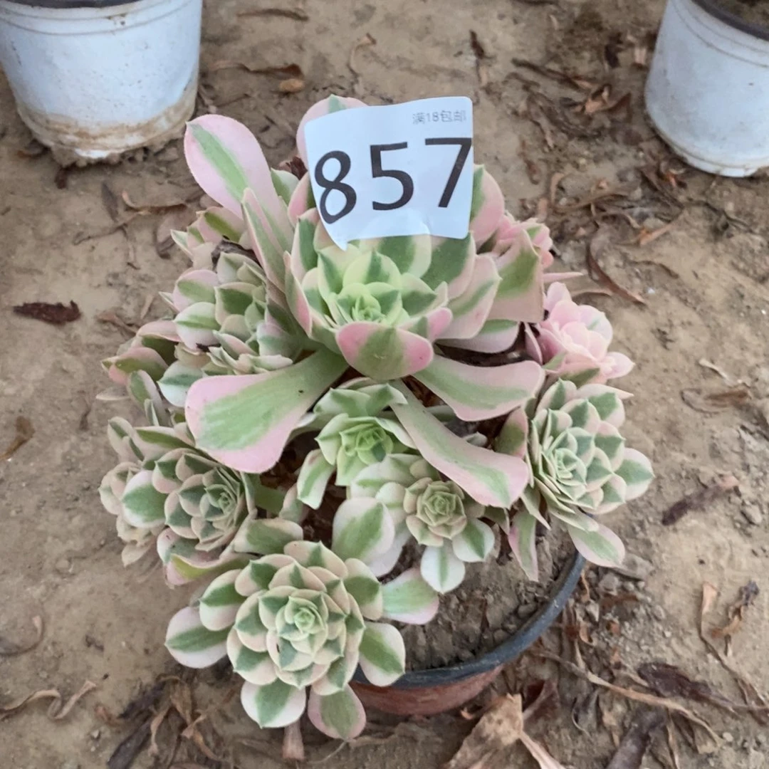 857粉女巫手捧18厘米东