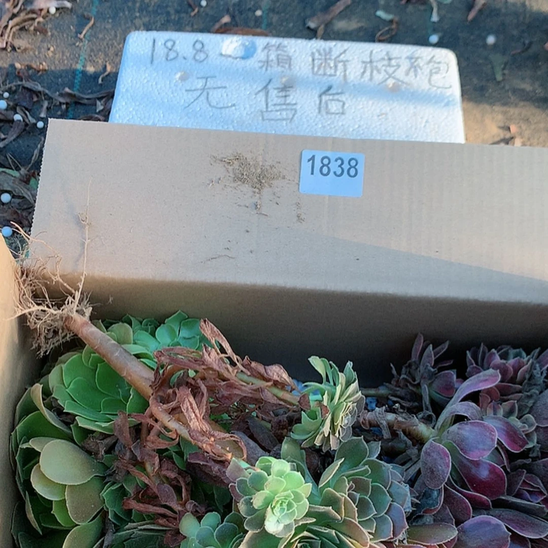 【闪购商品】1838三颗法师