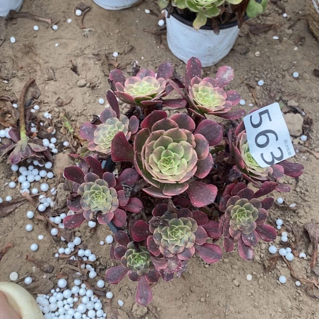 563铜玫瑰手捧1棚