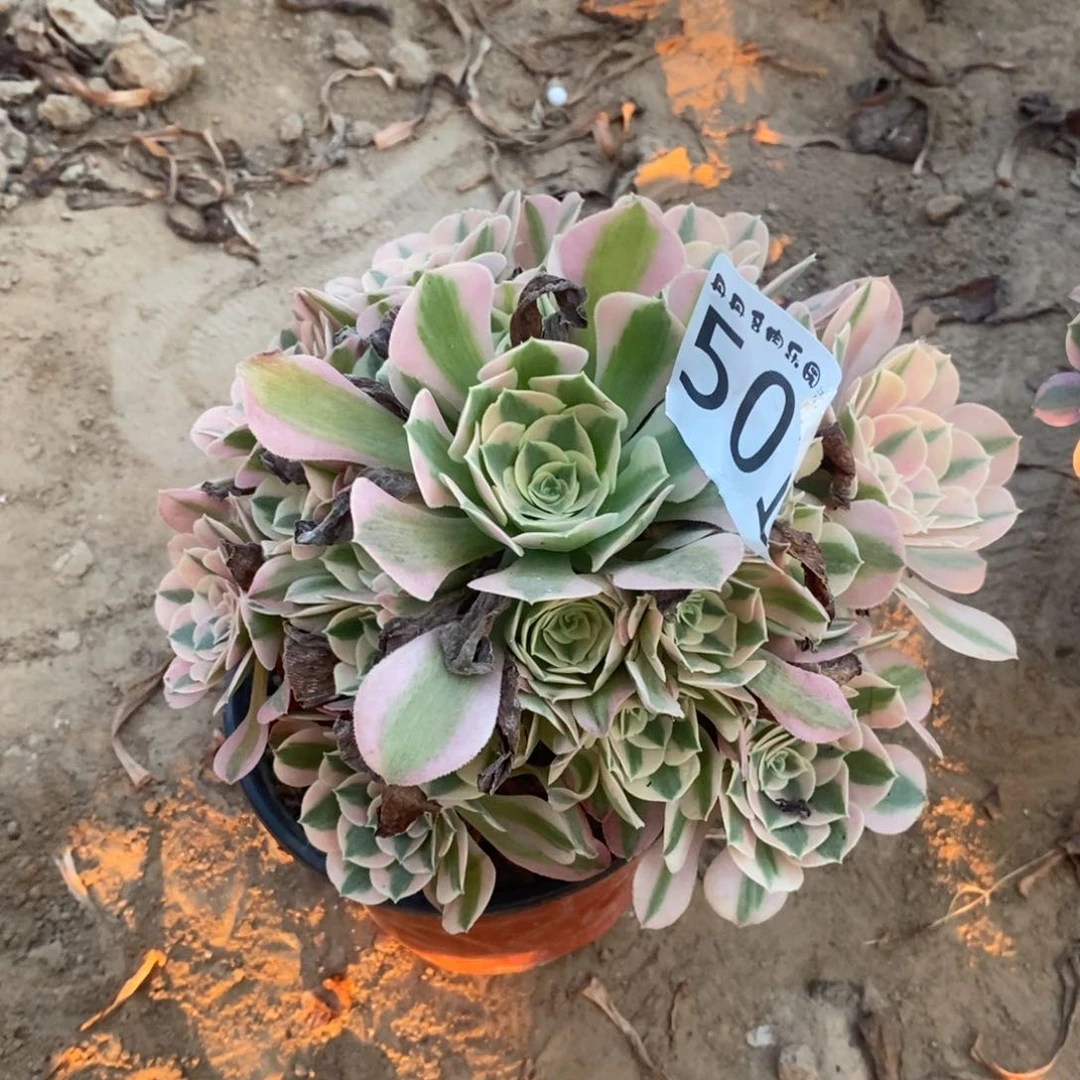 501粉女巫手捧东