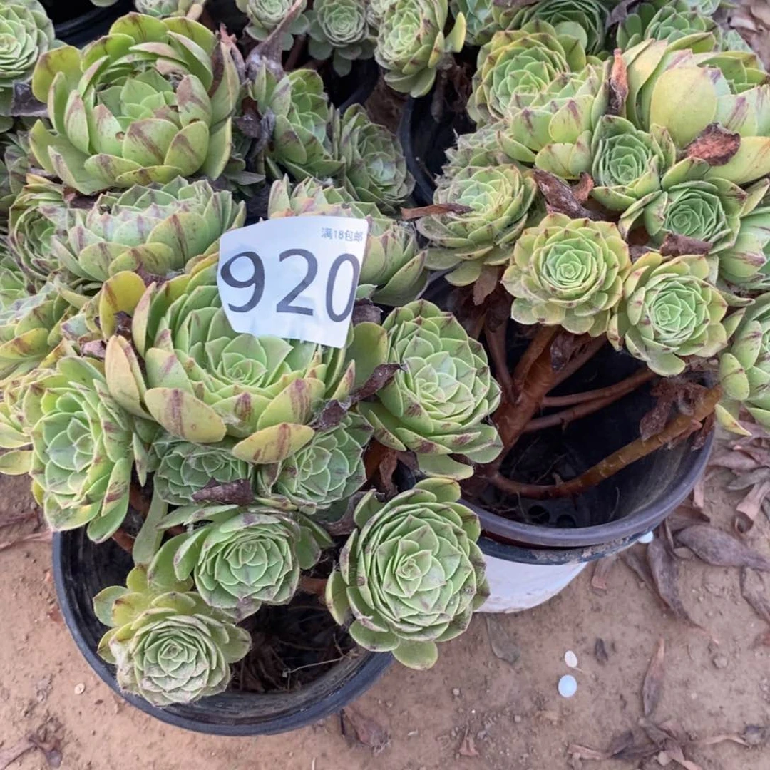 920万拉丝手捧1棚