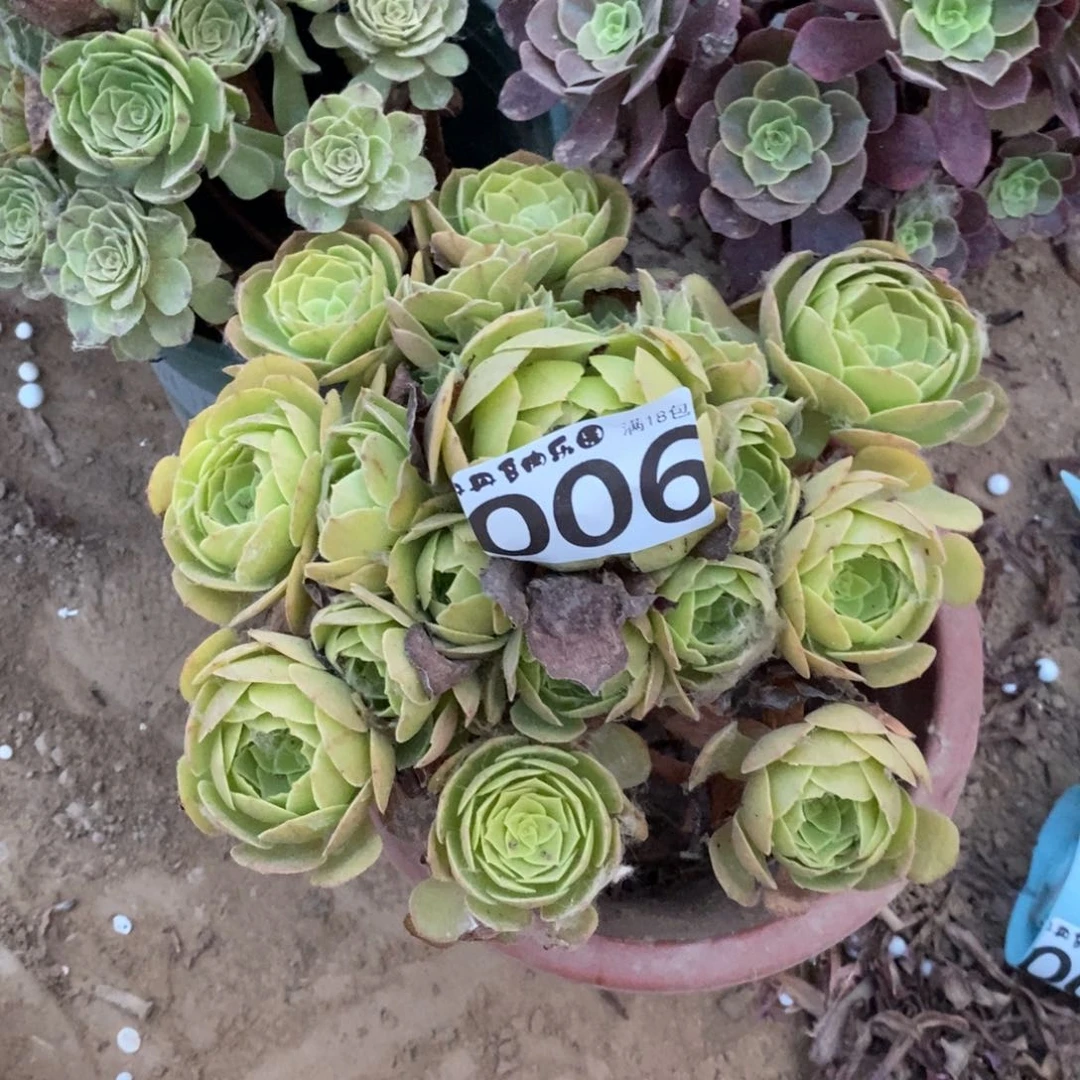 006万圣节手捧1棚