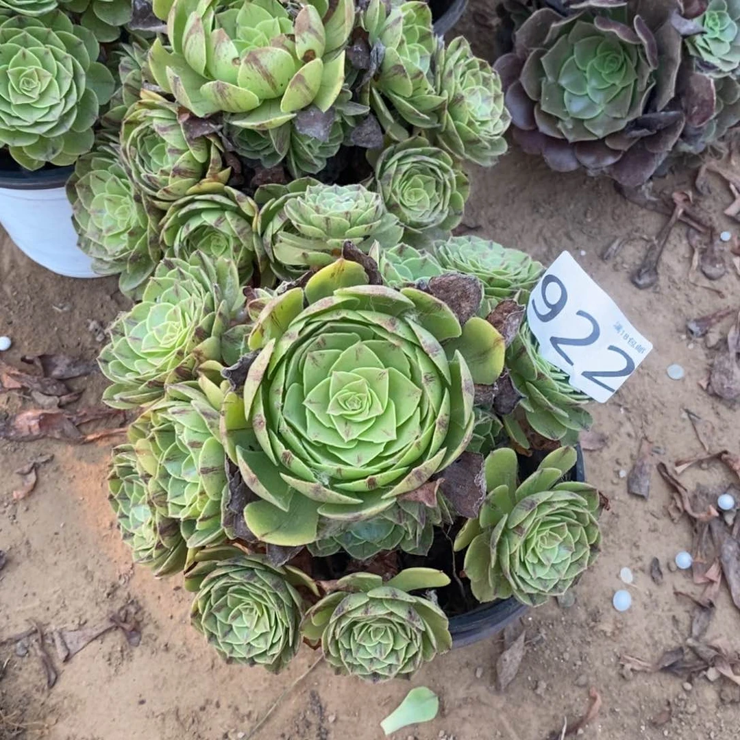 922万拉丝手捧1棚