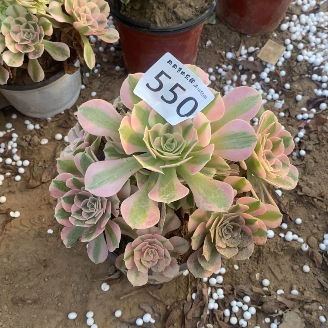 550粉女巫手捧1棚