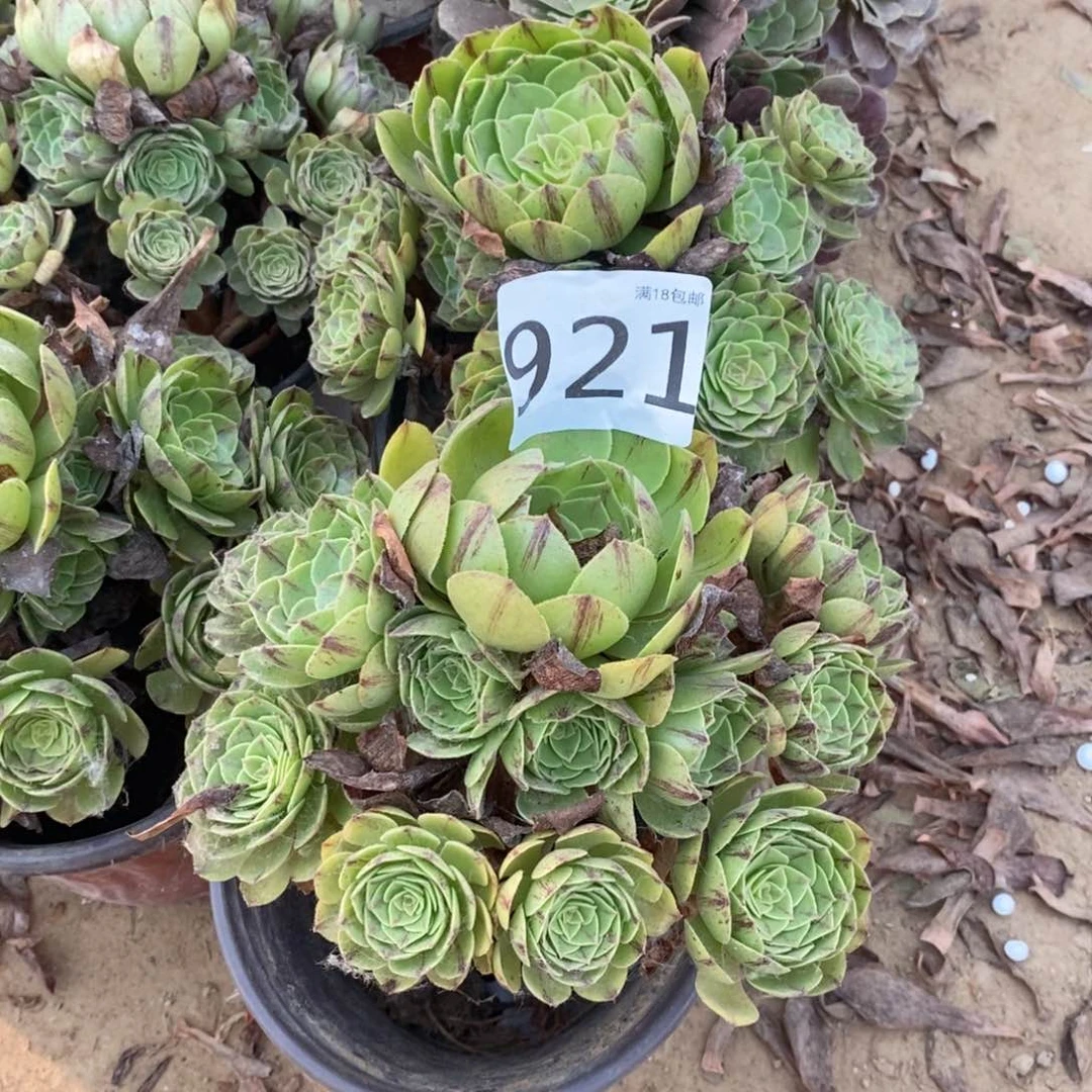 921万拉丝手捧1棚